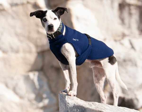 Chilly-Dogs-Fleece-Sweater-Rocks