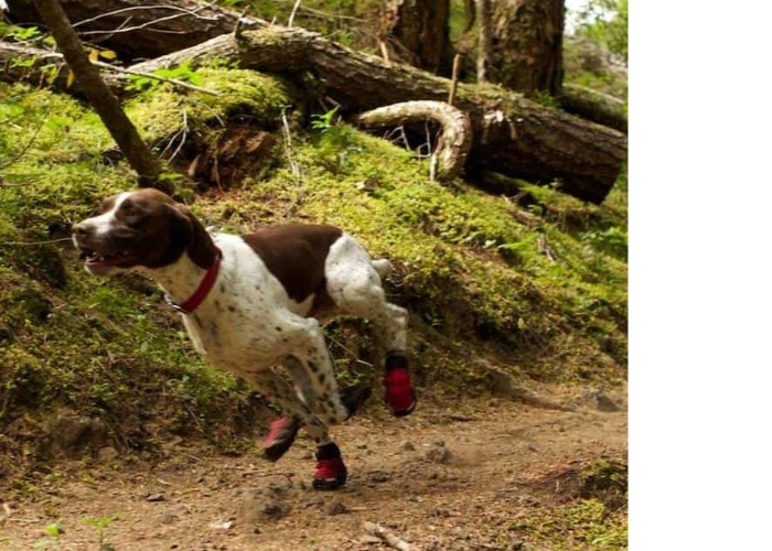 Summit-Trex-Boots6