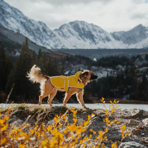 Wilderdog-Dog-Rain-Jacket2