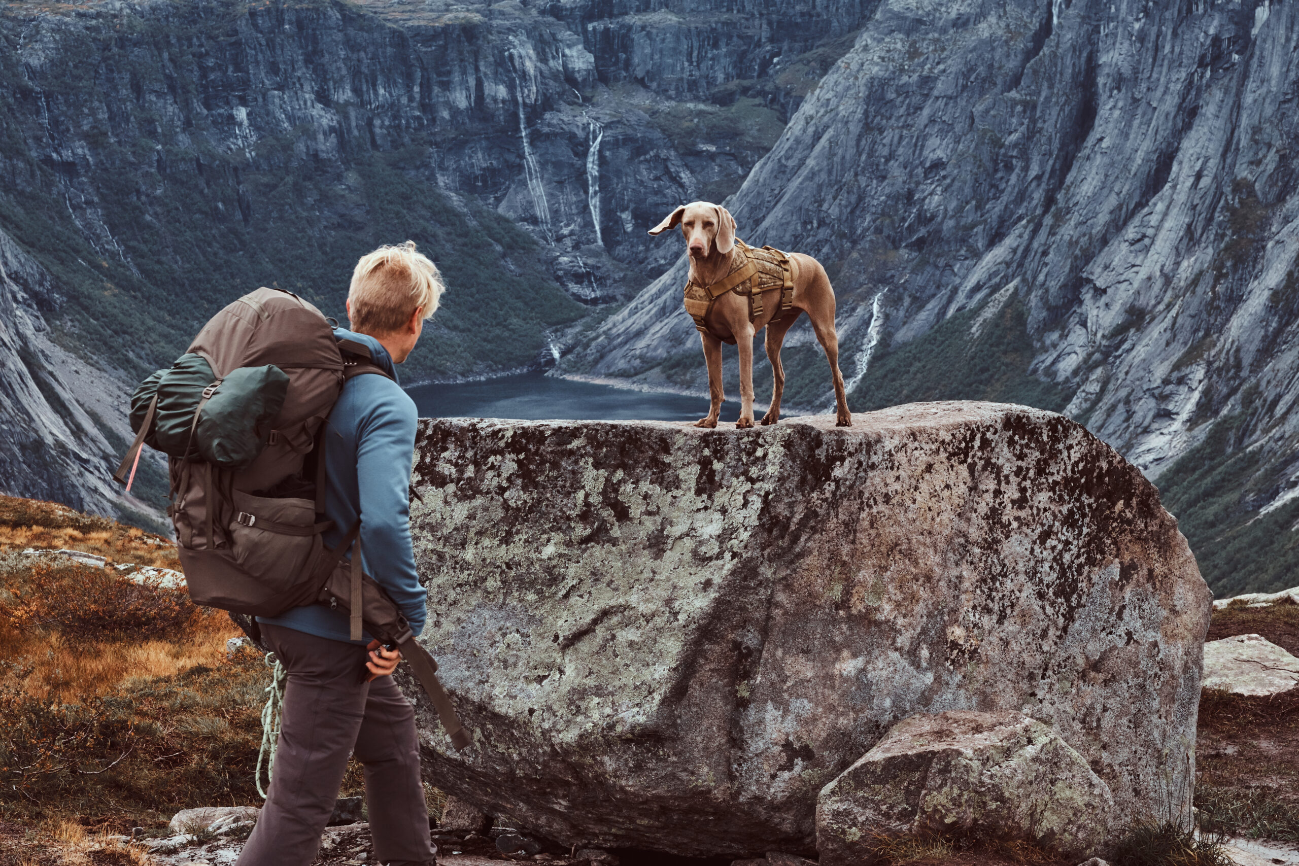 dog on a rock