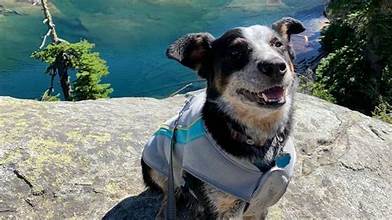 Ruffwear Swamp Cooler Vest