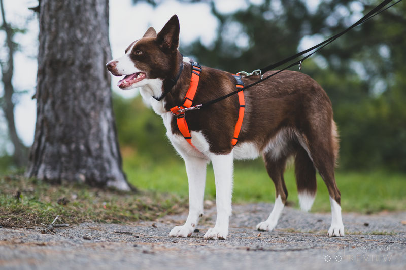 Blue-9-Balance-Dog-Harness