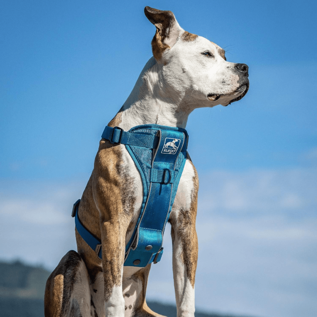  Kurgo Tru-Fit Smart Dog Harness