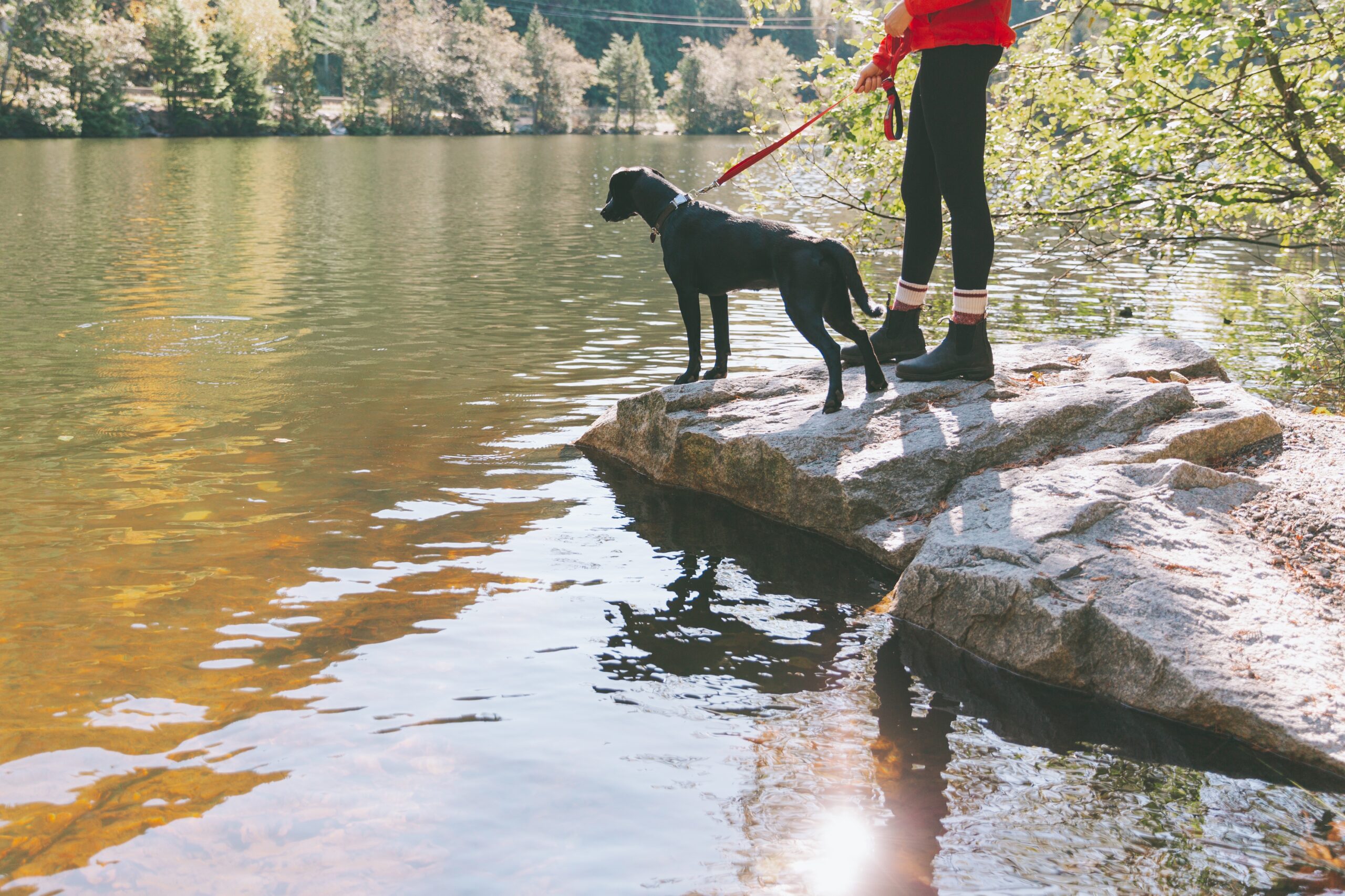 Dog Jackets, dog sweaters, dog boots, Dog Life jackets, life jackets for dogs, jackets for dogs, sweaters for dogs, boots for dogs