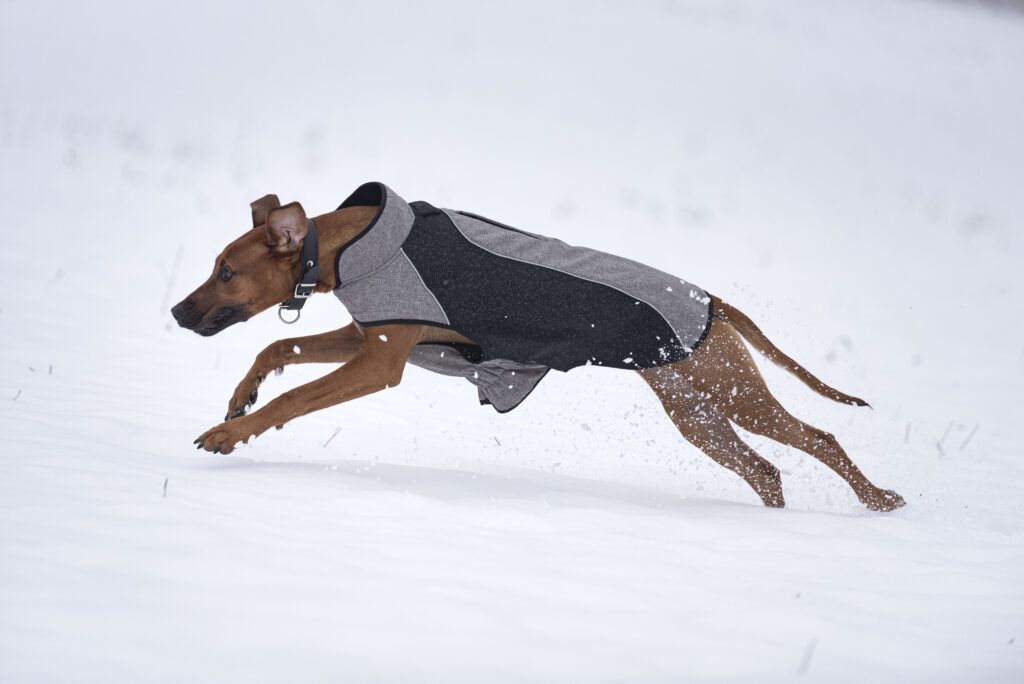 A close-up shot of a funny dog with cloth running in the snow