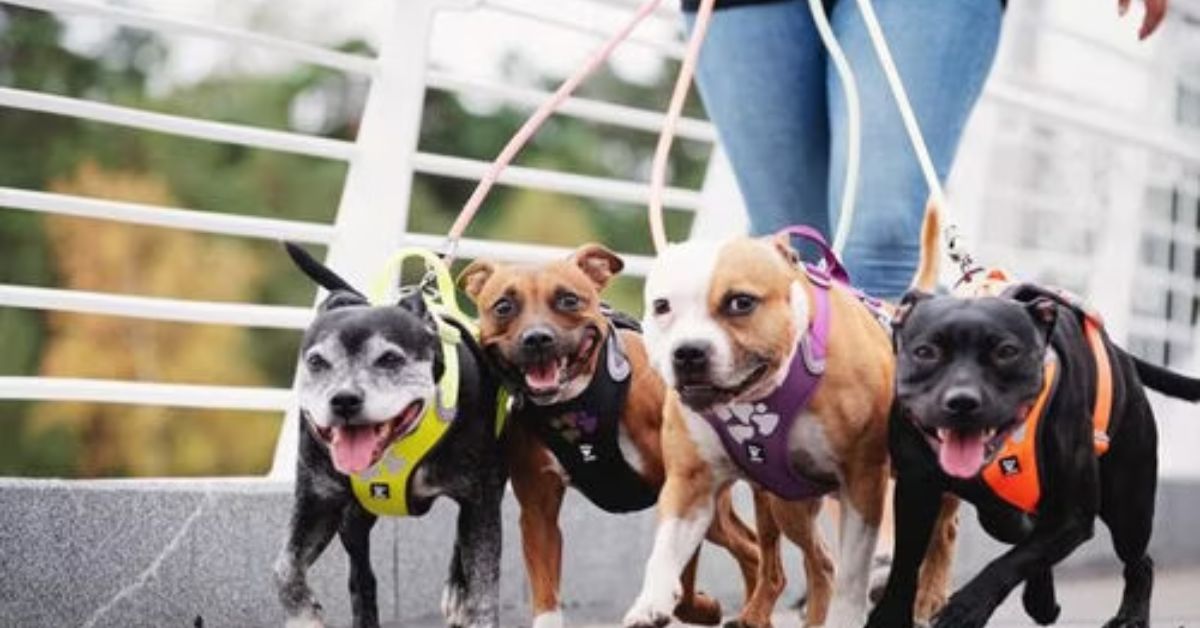 Hurtta dog harness