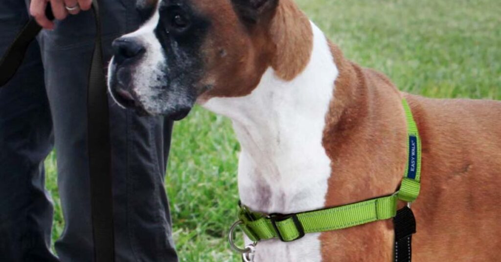 PetSafe Easy Walk Harness