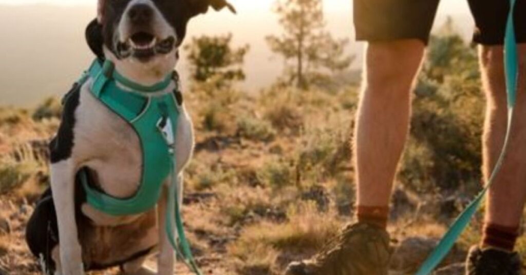 Ruffwear Front Range Harness