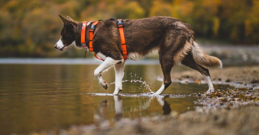 dog in blue-9 balance harness