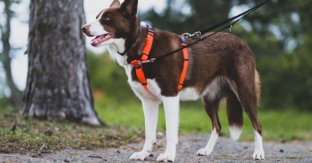 a blue-9 balance harness