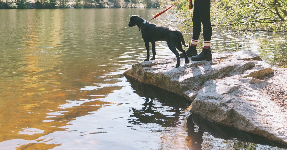 dog by the water wearing dog gear